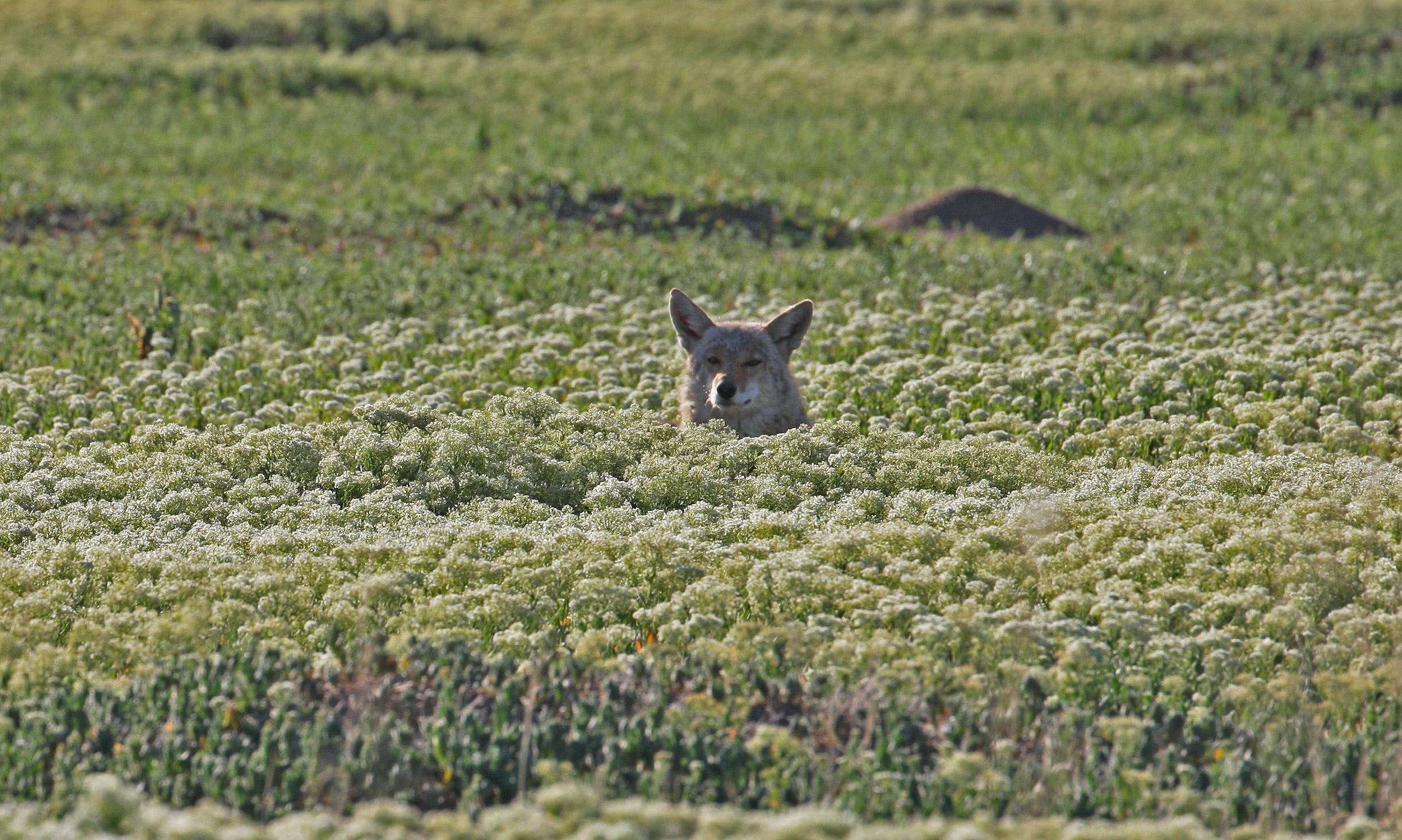 Coyote at Broomfield County Commons Open Space