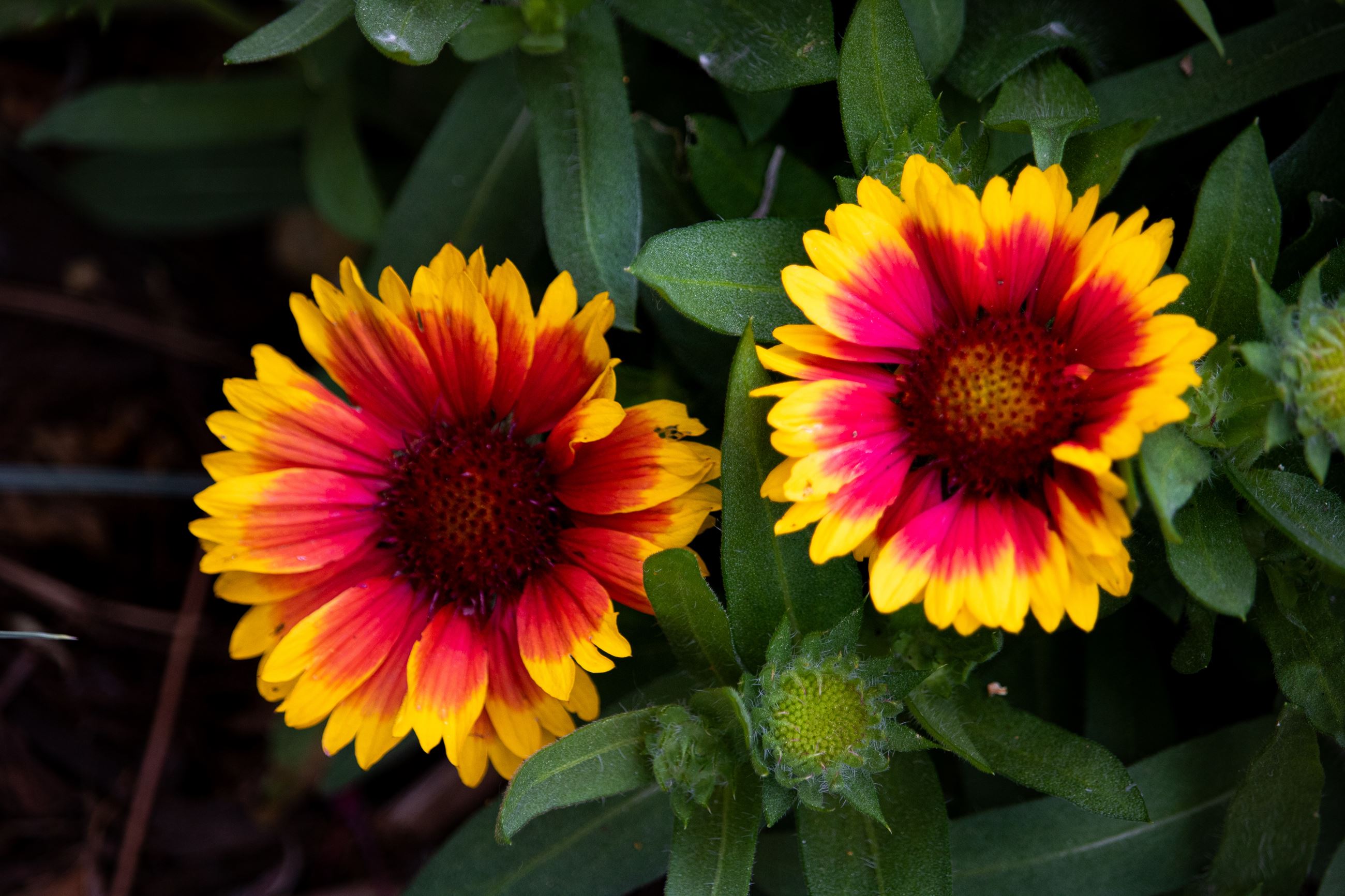 Blanket Flower closeup