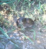Image of a vole