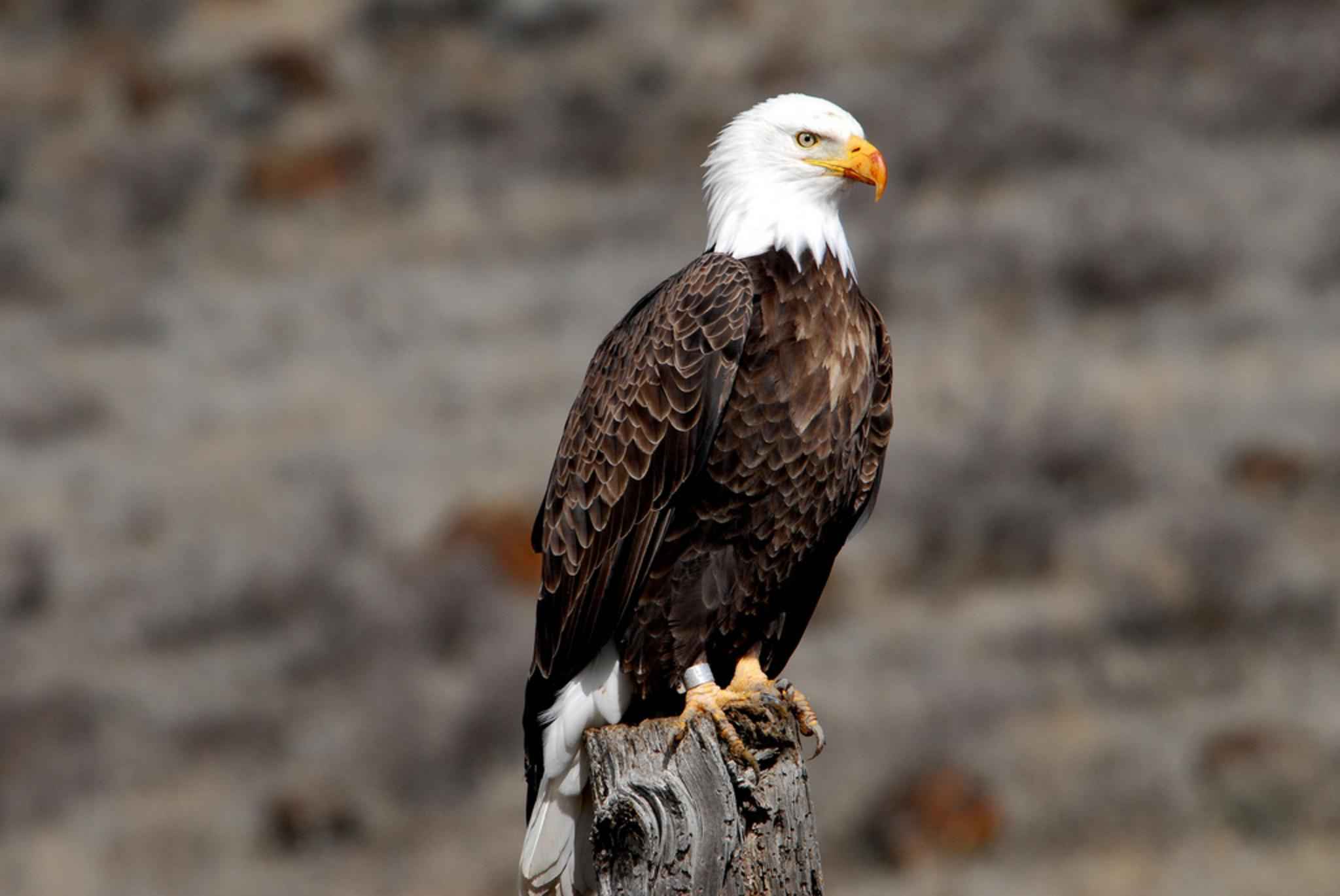 a banded adult bald eagle on a perch