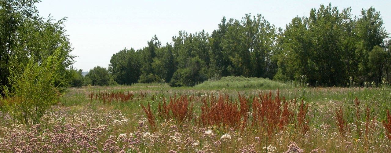 open space with purple flowers and trees