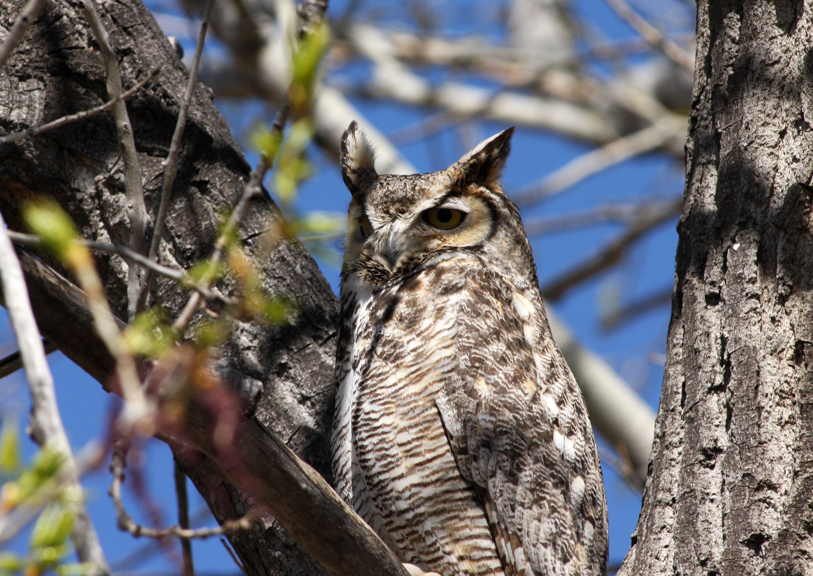 Great Horned Owl