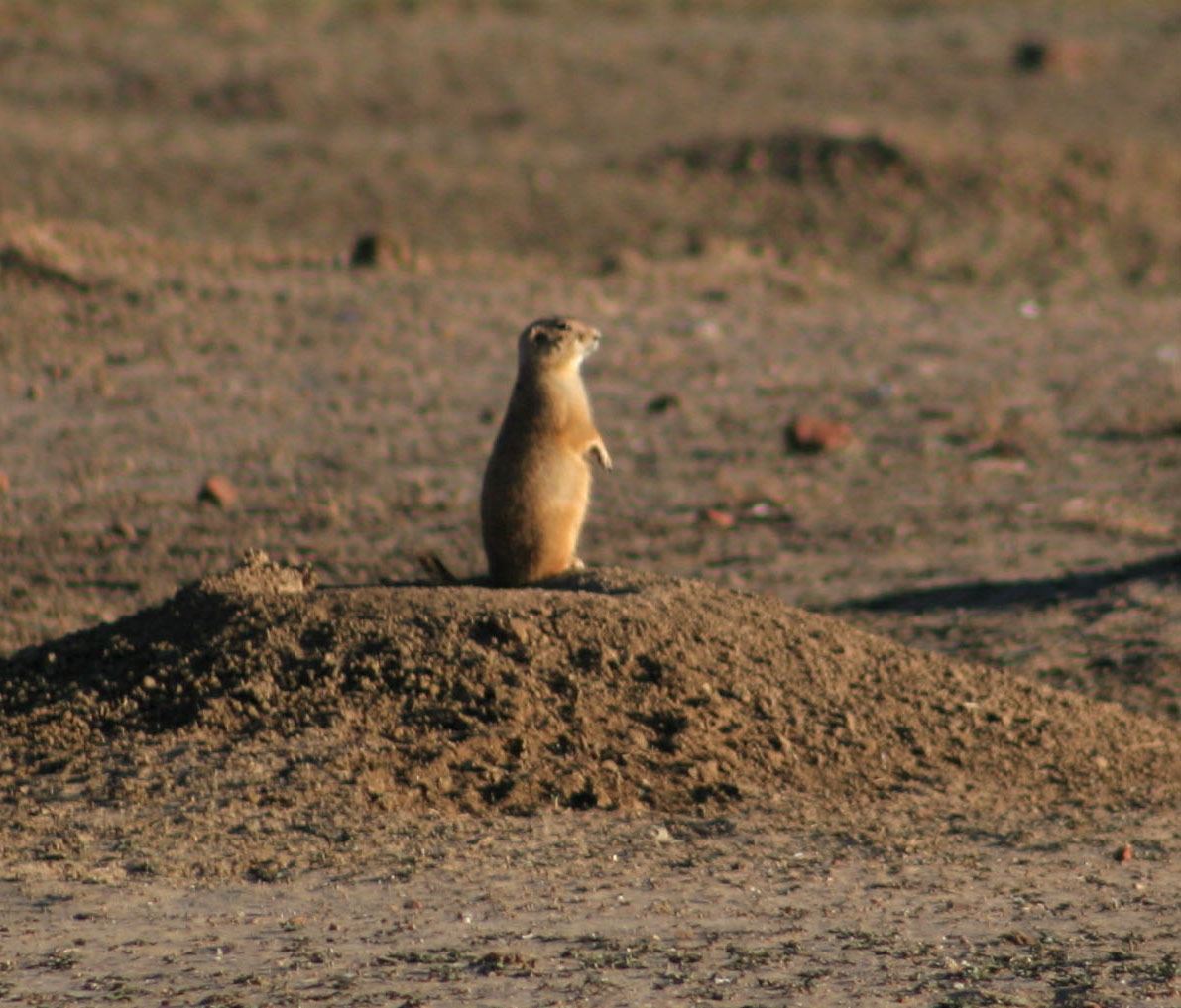 Prairie Dog-1