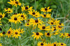 Yellow black eyed susan flowers.