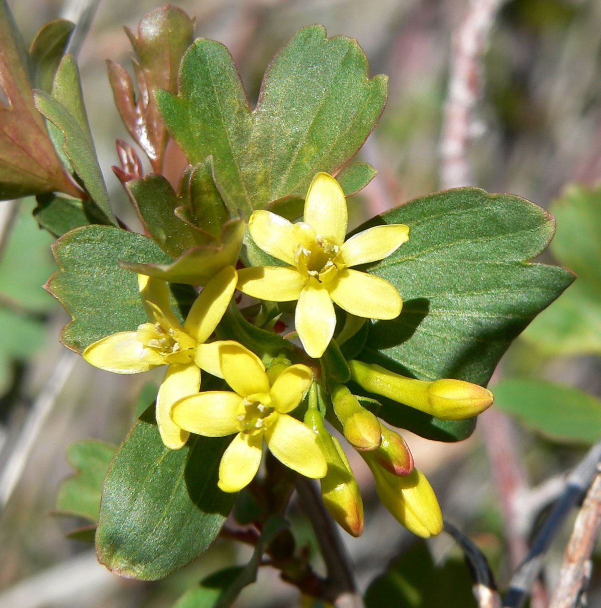 Golden Currant shrub showing the yellow flowers.