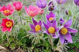 Pink and Purple pasque flowers.
